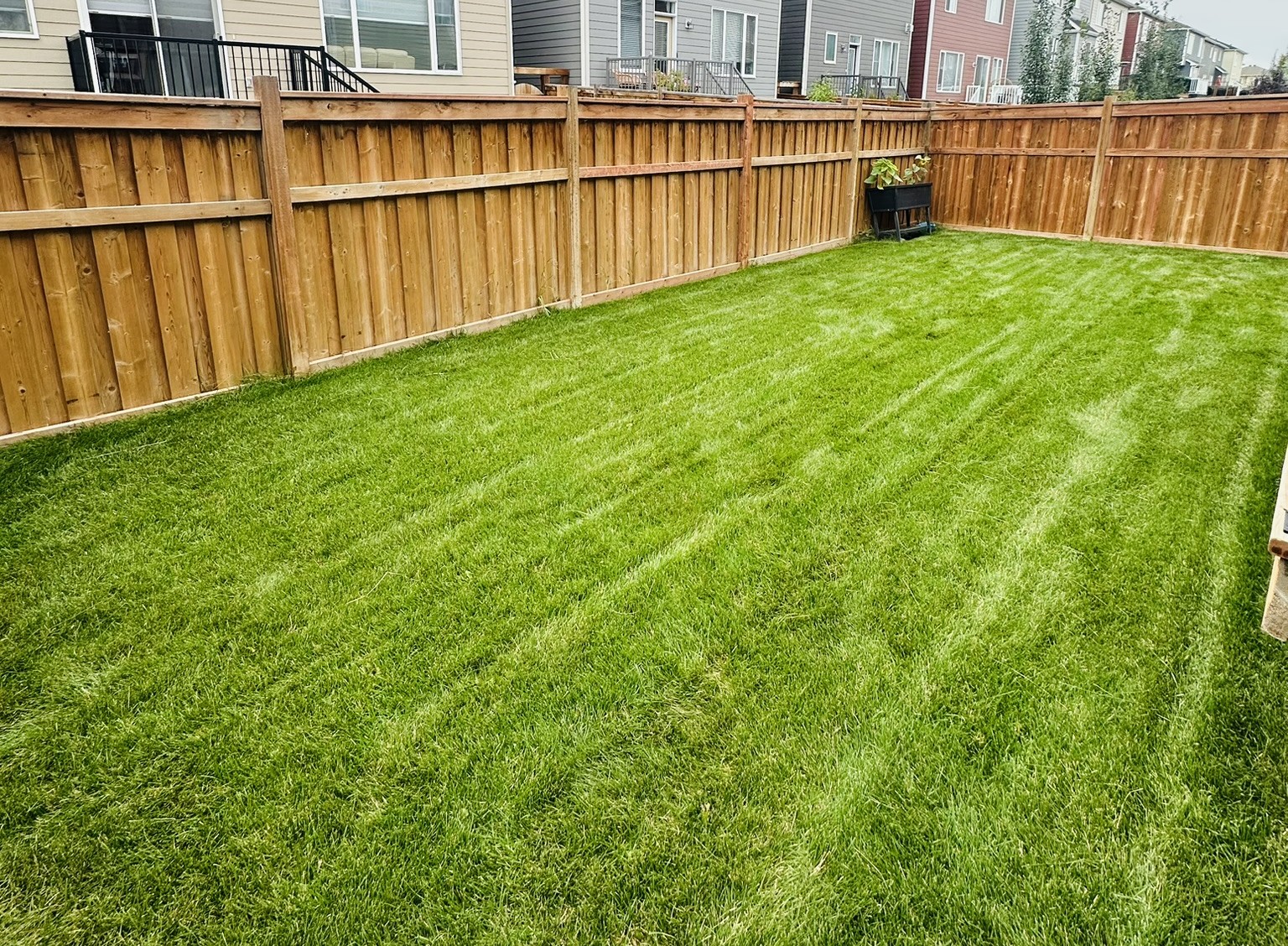 Fresh Sod Lawn Installation